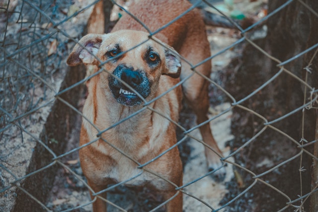 angry-animal-canine-dog-bite